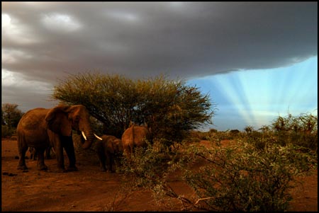 009_ElephantSunset