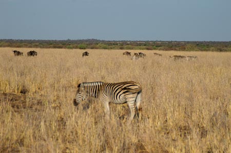 031_ZebraWildebeeste