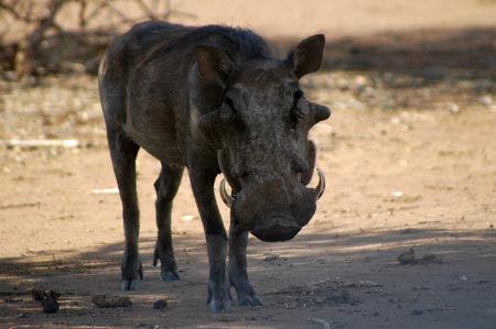 038_Warthog