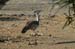 032_KoriBustard