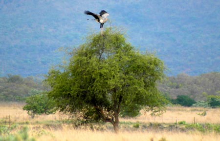 22_MassiveSecretaryBird