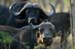 31_IsTheCapeBuffalo